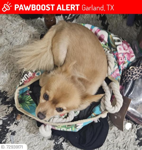 Lost Male Dog last seen Twilight, Pleasant Valley, Buckingham and Mars in Garland , Garland, TX 75040