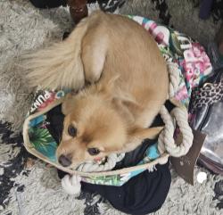 Lost Male Dog last seen Twilight, Pleasant Valley, Buckingham and Mars in Garland , Garland, TX 75040