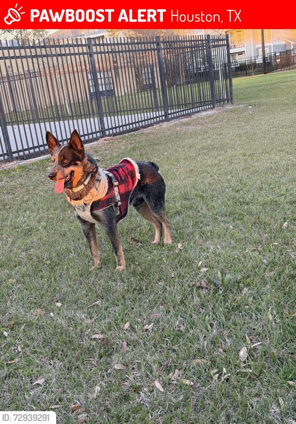 Lost Male Dog last seen Bingle rd and Friendship rd, Houston, TX 77092