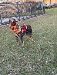 Lost Male Dog last seen Bingle rd and Friendship rd, Houston, TX 77092