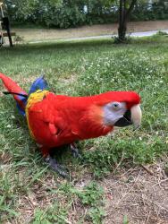 Reunited Female Bird last seen Falling Creek and Old Columbia Pike, Silver Spring, MD 20904