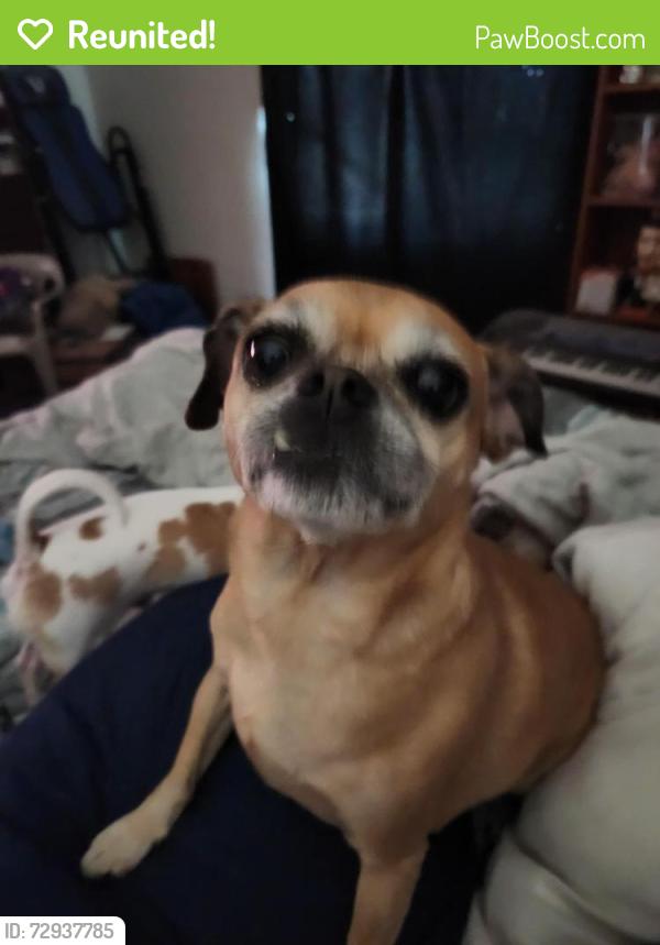 Reunited Female Dog last seen Near w. Park Ave , Buckeye, AZ 85326