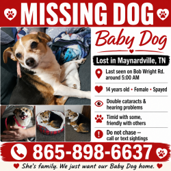 Reunited Female Dog last seen Bob Wright Rd in front of my hse, Union County, TN 37807
