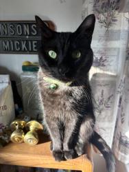 Lost Female Cat last seen Wyoming St and Ave C , Boulder City, NV 89005