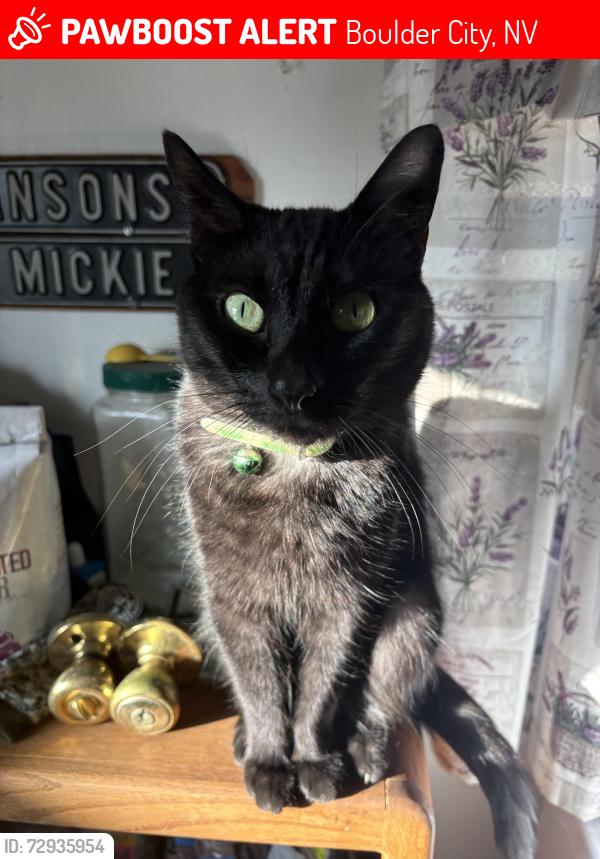 Lost Female Cat last seen Wyoming St and Ave C , Boulder City, NV 89005