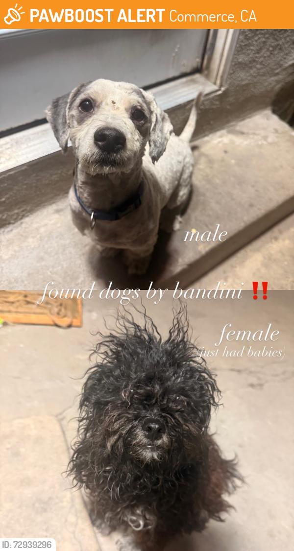 Found/Stray Female Dog last seen BANDINI ELEMENTARY SCHOOL COUTS AVENUE, 90040, Commerce, CA 90040