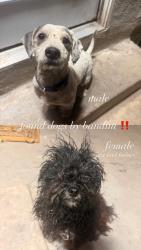 Found/Stray Female Dog last seen BANDINI ELEMENTARY SCHOOL COUTS AVENUE, 90040, Commerce, CA 90040