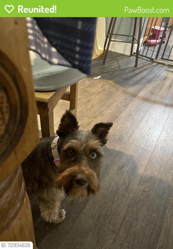 Reunited Female Dog last seen Forest hill  or Timberview , Everman, TX 76140