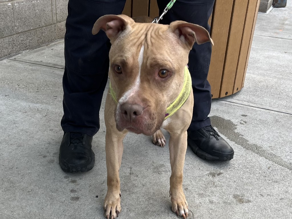 Shelter Stray Female Dog last seen Near E 214 Street, BRONX, NY, 10467, New York, NY 10029