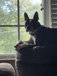 Reunited Male Dog last seen Chesterfield and chapel , Charleston, WV 25304