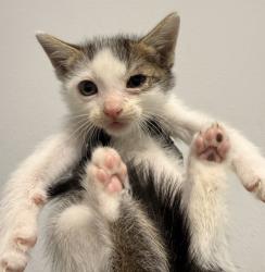Shelter Stray Male Cat last seen Near Via Tercero, San Diego, CA, 92173, San Diego, CA 92110