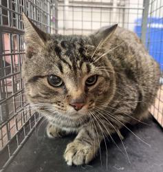 Shelter Stray Unknown Cat last seen Apt 187,4700 Williamburg Lane, La Mesa, CA, 91942, San Diego, CA 92110