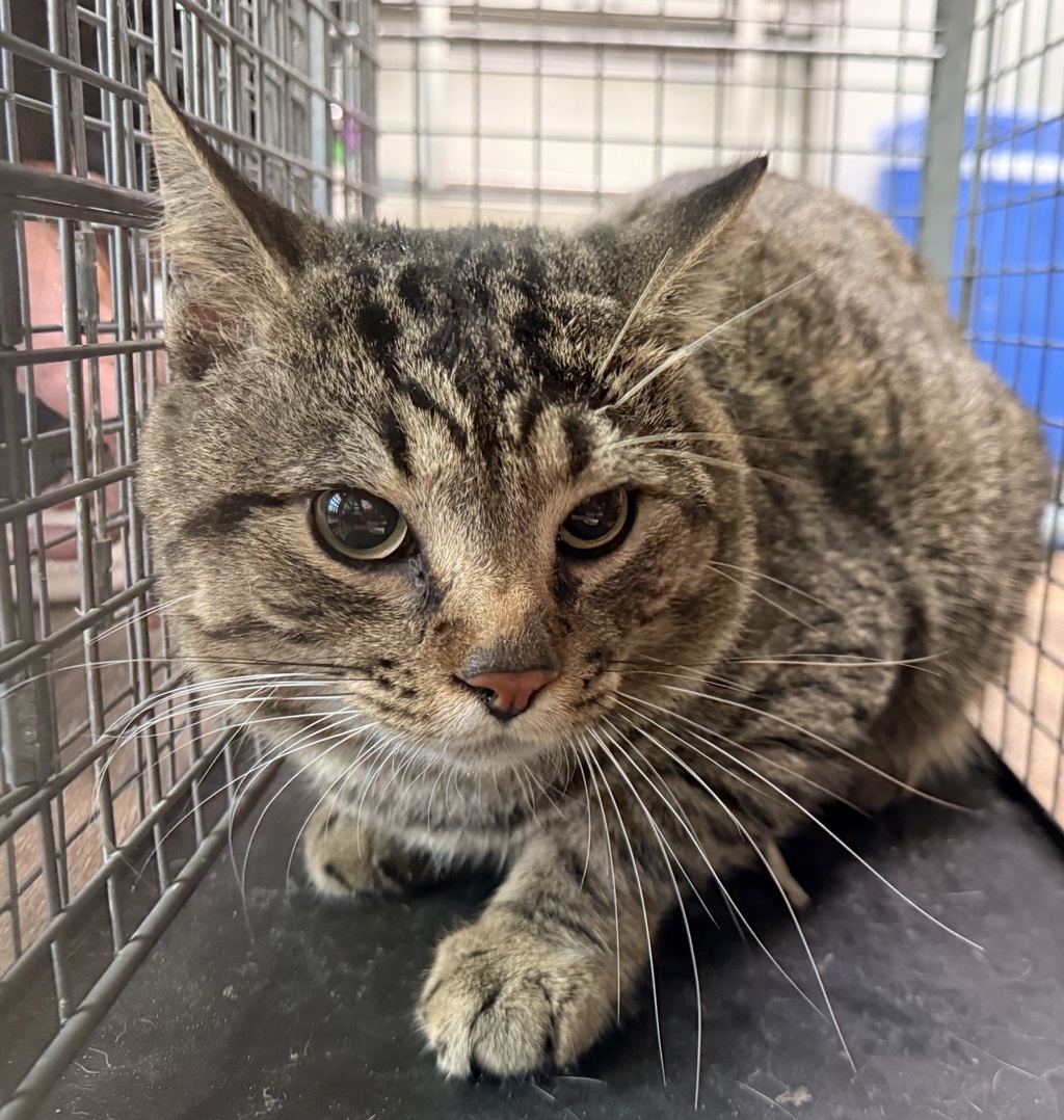 Shelter Stray Unknown Cat last seen Apt 187,4700 Williamburg Lane, La Mesa, CA, 91942, San Diego, CA 92110