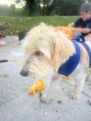 Reunited Male Dog last seen Nalle grade , North Fort Myers, FL 33917