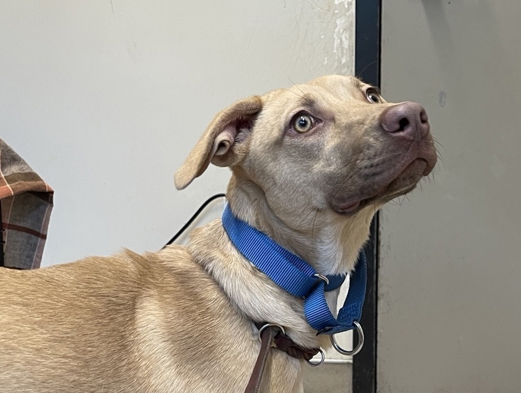Shelter Stray Female Dog last seen Near Mohawk Street, San Diego, CA, 92115, El Cajon, CA 92020