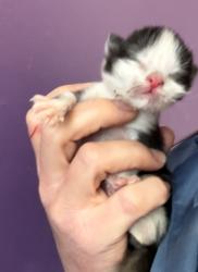 Shelter Stray Male Cat last seen Near E 900 S, SALT LAKE CITY, UT, 84111, Taylorsville, UT 84123