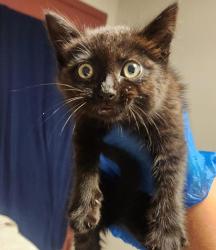 Shelter Stray Female Cat last seen Near Lewelling Boulevard, SAN LEANDRO, CA, 94579, Oakland, CA 94621