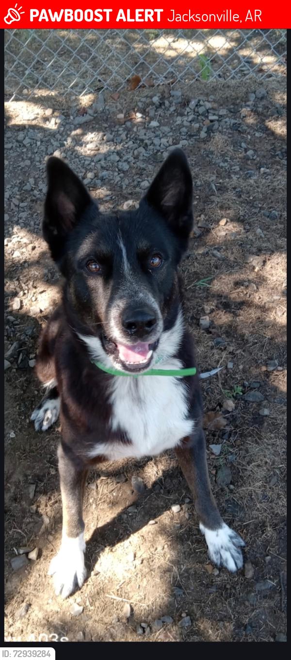 Lost Male Dog last seen Stirrup Place/Grazing Ln Jacksonville Ar 72076, Jacksonville, AR 72076