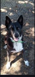 Lost Male Dog last seen Stirrup Place/Grazing Ln Jacksonville Ar 72076, Jacksonville, AR 72076