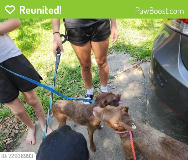 Reunited Female Dog last seen Dunbar ests, Friendswood, TX 77546