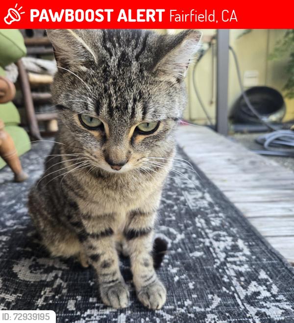 Lost Male Cat last seen (Fairfield) Vista Grande, CA, usually in the bushes at the start of the hill on Lomita court., Fairfield, CA 94534