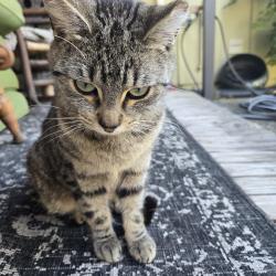 Lost Male Cat last seen (Fairfield) Vista Grande, CA, usually in the bushes at the start of the hill on Lomita court., Fairfield, CA 94534