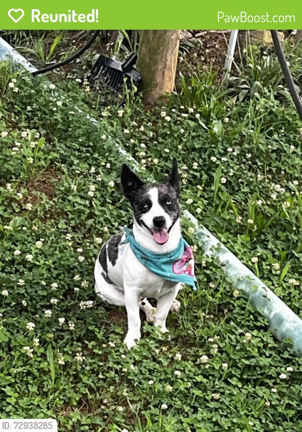 Reunited Male Dog last seen My hse, Forest City, NC 28043