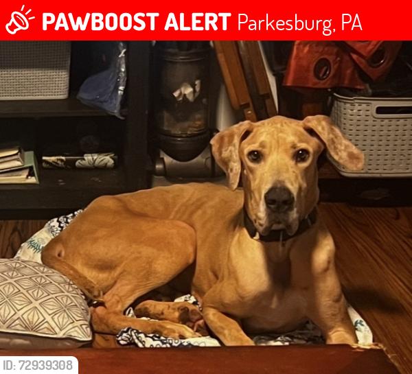 Lost Male Dog last seen Chapel ave and Green st parkesburg pa , Parkesburg, PA 19365