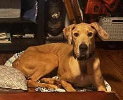 Lost Male Dog last seen Chapel ave and Green st parkesburg pa , Parkesburg, PA 19365