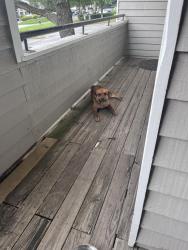 Reunited Unknown Dog last seen Emerson 1600 apmts , Smyrna, GA 30080