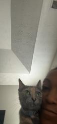 Found/Stray Female Cat last seen Graystone Dr. N.Hampton Dr, Steele Rd, Amah Lee Rd, Hampton, GA 30228