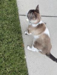 Reunited Male Cat last seen Rincon Ave , Campbell, CA 95008