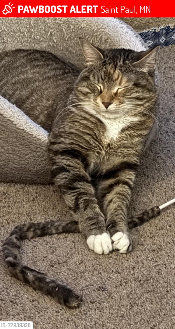 Lost Female Cat last seen Hickory St & Hallam Ave in Mahtomdi, Saint Paul, MN 55115