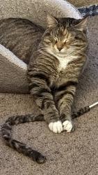Lost Female Cat last seen Hickory St & Hallam Ave in Mahtomdi, Saint Paul, MN 55115