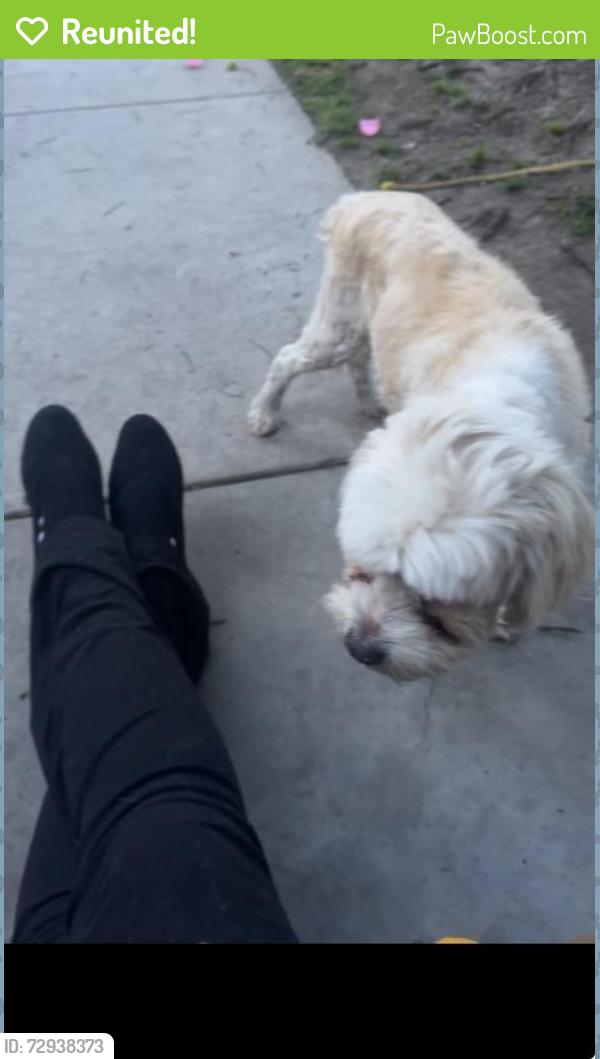 Reunited Male Dog last seen Saint Gertrude , Santa Ana, CA 92705