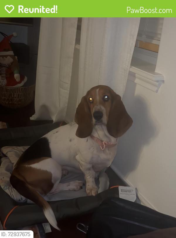 Reunited Female Dog last seen Victoria, TX, USA, Victoria, TX 77901