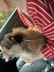 Reunited Female Dog last seen She was on the highway :(, Indianapolis, IN 46268