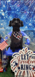Lost Male Dog last seen Near Park rd Luttrell Tn 37779, Luttrell, TN 37779