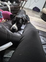 Reunited Female Dog last seen Twist lane, Tallahassee, FL 32303