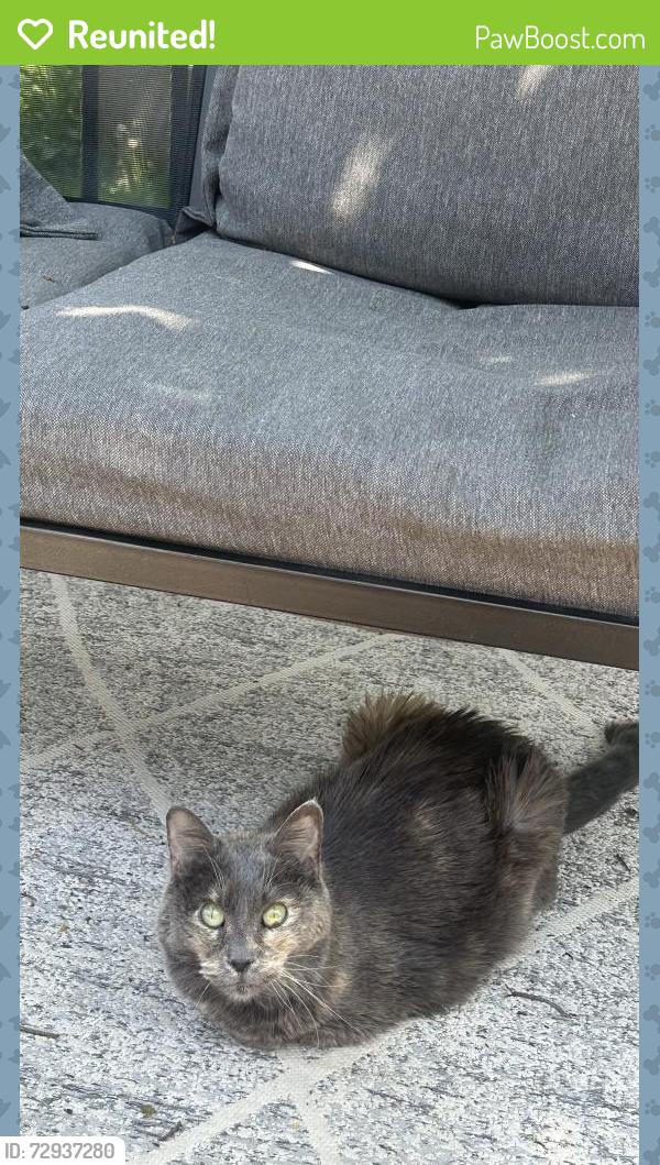 Reunited Female Cat last seen Lake Hiawatha , Minneapolis, MN 55406