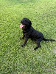 Found/Stray Male Dog last seen Chalmers, Johnston County, NC 27520