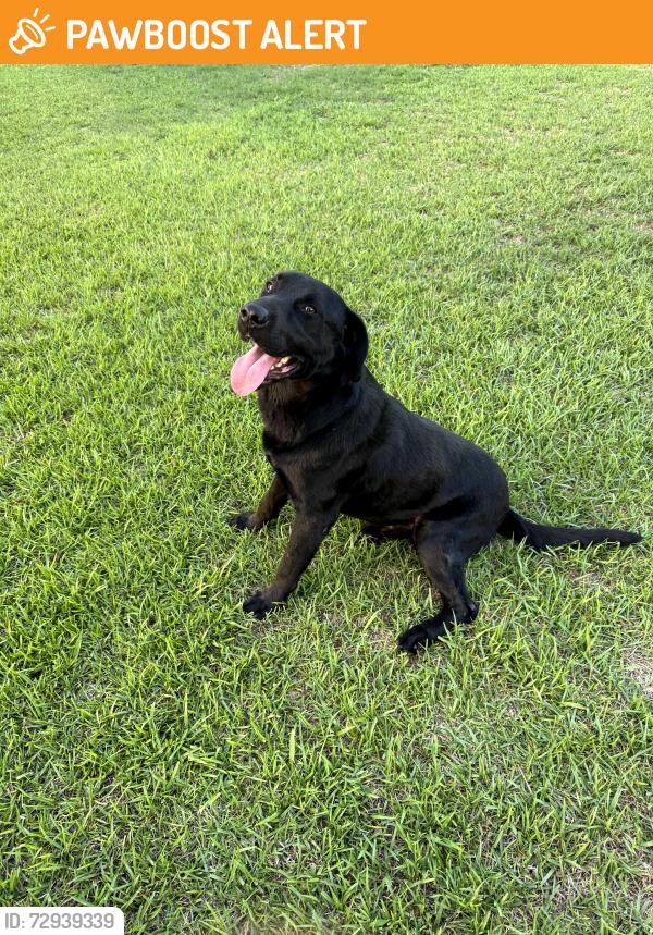 Found/Stray Male Dog last seen Chalmers, Johnston County, NC 27520