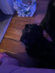 Found/Stray Female Dog last seen 1140A Dohrman St McKees rocks, McKees Rocks, PA 15136