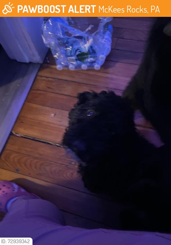 Found/Stray Female Dog last seen 1140A Dohrman St McKees rocks, McKees Rocks, PA 15136
