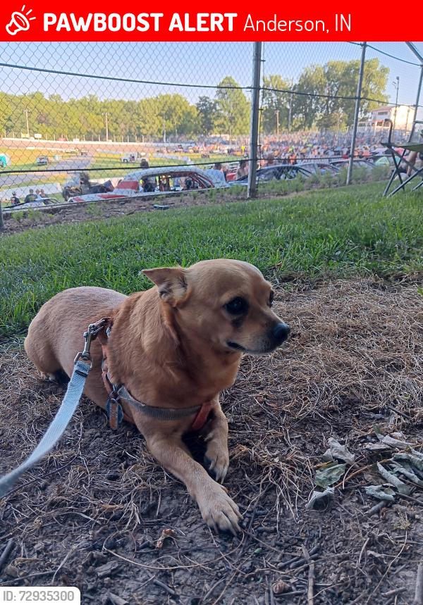 Lost Male Dog last seen Anderson auto speedway.pendalton road, Anderson, IN 46016