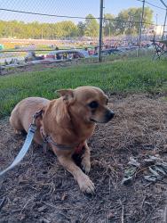 Lost Male Dog last seen Anderson auto speedway.pendalton road, Anderson, IN 46016