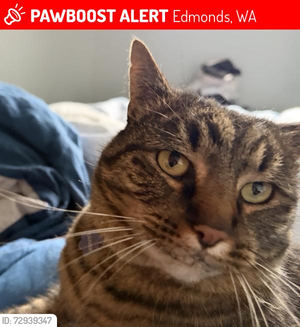 Lost Male Cat last seen Bowdoin, Pioneer Way, Edmonds, WA 98026