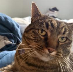 Lost Male Cat last seen Bowdoin, Pioneer Way, Edmonds, WA 98026