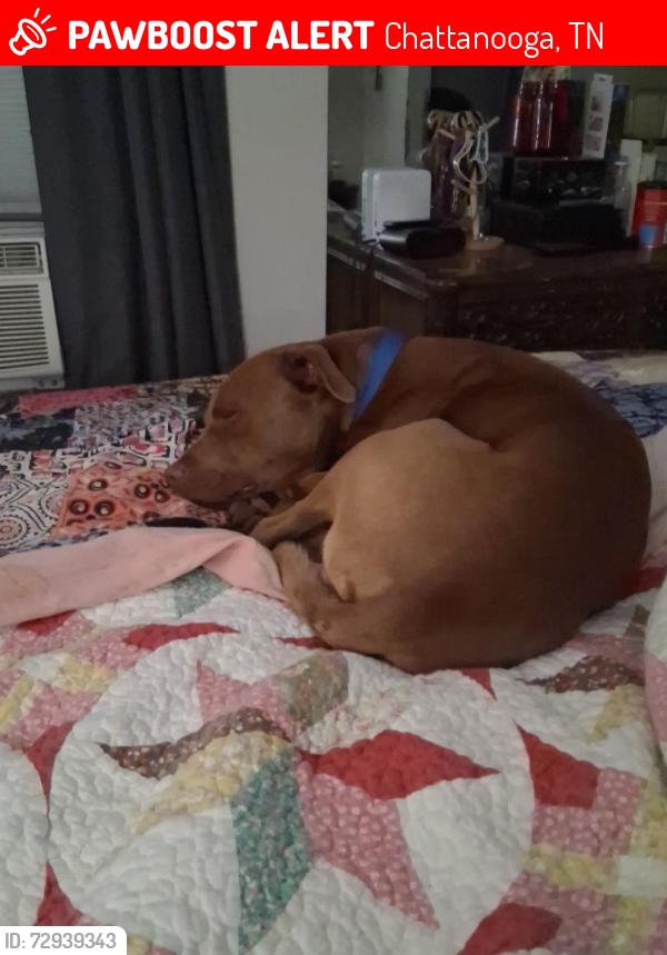 Lost Male Dog last seen Dayton Blvd and Ridgeway Drive , Chattanooga, TN 37415