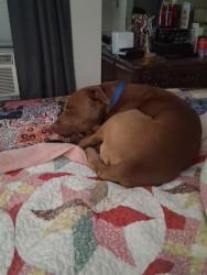 Lost Male Dog last seen Dayton Blvd and Ridgeway Drive , Chattanooga, TN 37415